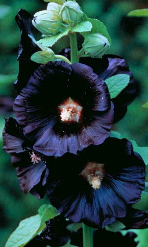 Шток-роза ЧЁРНАЯ