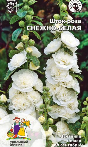 Шток-роза СНЕЖНО-БЕЛАЯ