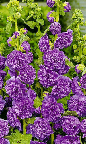 Шток-роза ВИОЛЕТ