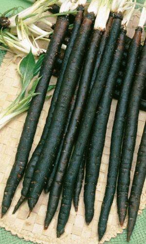 Скорцонера ЛЕЧЕБНЫЙ