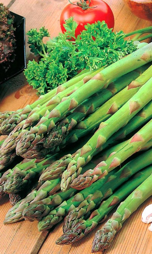 Спаржа ЦАРСКИЙ ОБЕД &mdash; Лучший сорт для жарки! Обладает целебными свойствами! Многолетняя и холодостойкая!