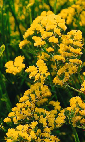 Статица СУПРИМ ЖЁЛТАЯ