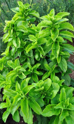 Стевия УСЛАДА