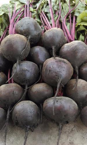Свёкла БАГРЯНЫЙ ШАР