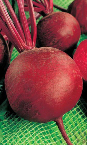 Свёкла БАГРОВАЯ