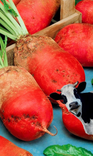 Свёкла кормовая РЕКОРД ПОЛИ