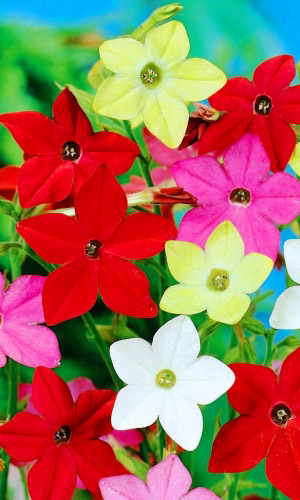 Табак душистый СЕНСАЦИЯ