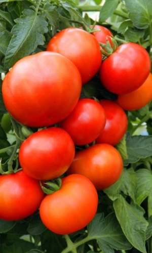 Томат АЛТАЙСКИЙ ШЕДЕВР