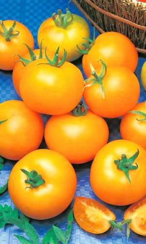 Томат АПЕЛЬСИН — Листвы не видно от обилия плодов!