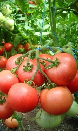 Томат БАНЗАЙ ДЕСЕРТНЫЙ