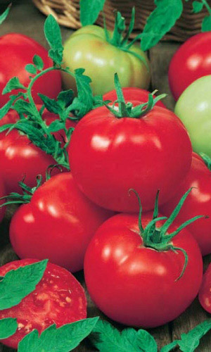 Томат БЕЛЫЙ НАЛИВ 241