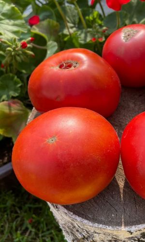 Томат БИГ ТЕЙСТИ F1