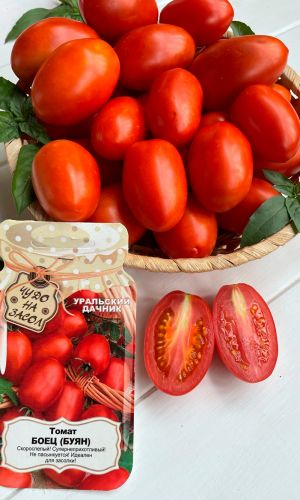 Томат БОЕЦ (БУЯН)