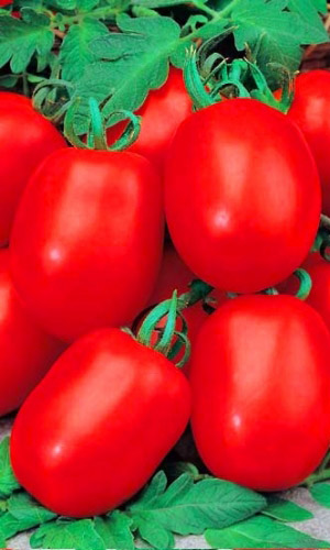 Томат БОРЕЦ