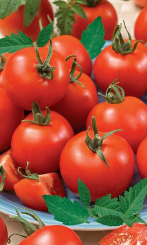 Томат ЧАРОДЕЙ