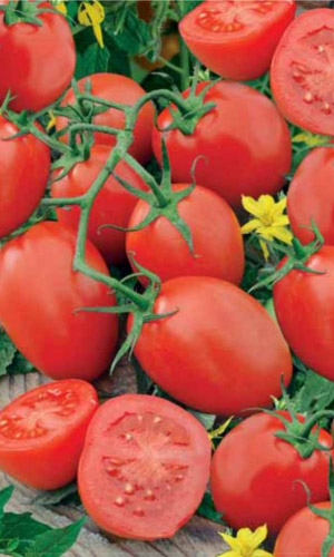 Томат ЧЕЛНОК