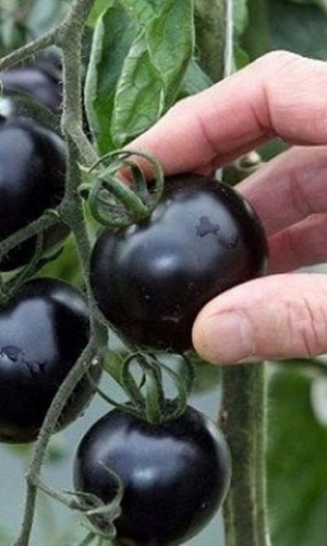 Томат ЧЁРНАЯ ГРОЗДЬ F1