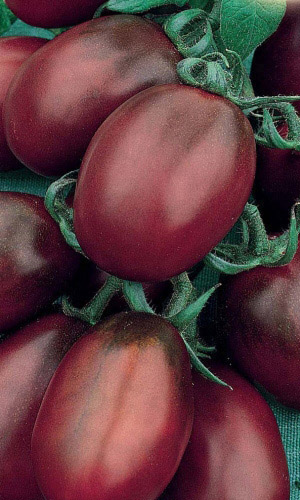 Томат ЧЁРНЫЙ МАВР