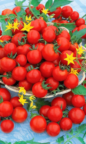 Томат ЧЕРРИ НА ЗАСОЛ &mdash; Суперсладкий! Обильное и длительное плодоношение! Не болеет!