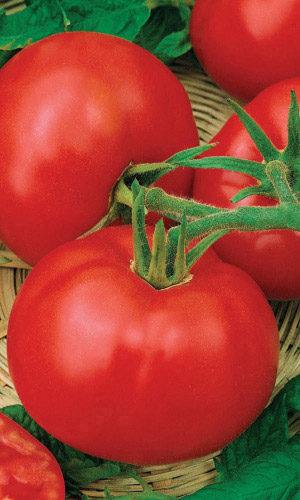 Томат ДАР ЗАВОЛЖЬЯ