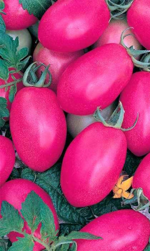 Томат ДЕ БАРАО РОЗОВЫЙ