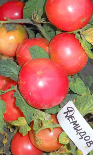 Томат ДЕМИДОВ