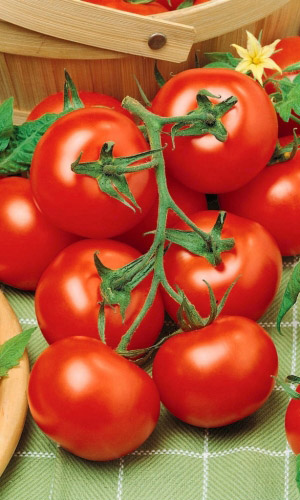 Томат ЕВГЕНИЯ