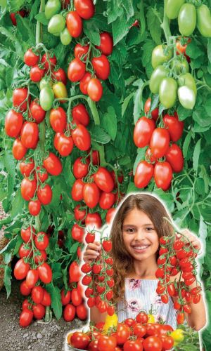 Томат финик-черри ЧУДО ЧУДНОЕ