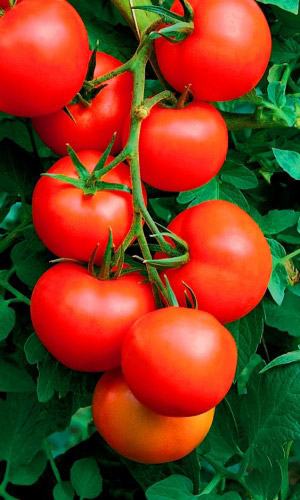 Томат ФЛАЖОК &mdash; Гигантская урожайность! Завораживающий вид куста! Идеален для консервирования!