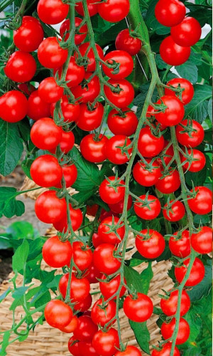 Томат ГАРТЕН ФРОЙДЕ