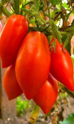 Томат ГРЕЧАНКА F1 &mdash; Надёжный! Устойчив к фузариозному увяданию! Вкуснятина!