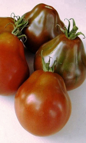 Томат СИБИРСКАЯ ГРУША ЧЁРНАЯ &mdash; Обильное плодоношение! Оригинальный вид! Десертный вкус! Не болеет!