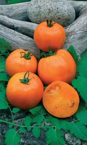 Томат ХУРМА