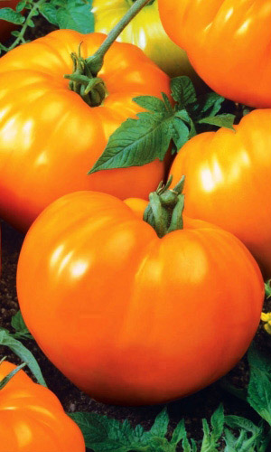 Томат ИЛЬЯ МУРОМЕЦ — Сладкие золотисто-жёлтые плоды богатырского размера!