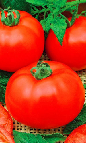 Томат ИСПОЛИН