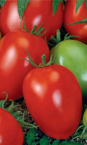 Томат КАНОПУС