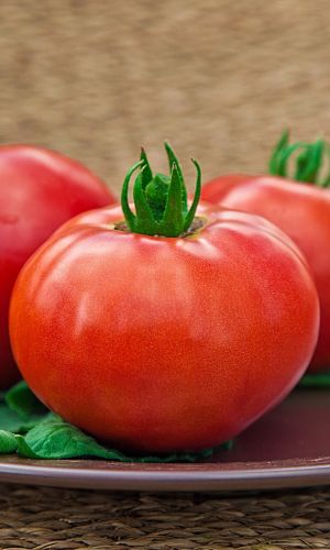 Томат КАРНАВАЛ F1 &mdash; Рекордная урожайность! Суперранний! Неприхотливый! Томаты мясистые, очень вкусные! Плоды хорошо транспортируются!