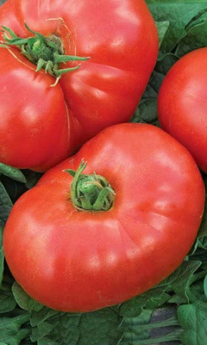 Томат КОСМОНАВТ ВОЛКОВ