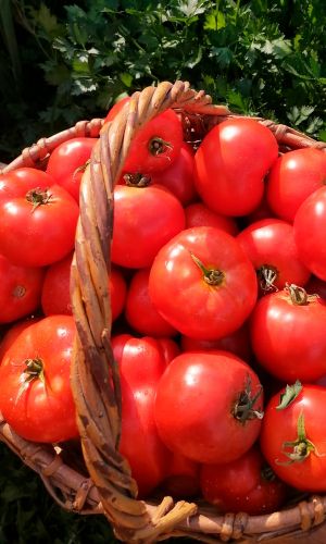 Томат КРАСНЫМ КРАСНО F1