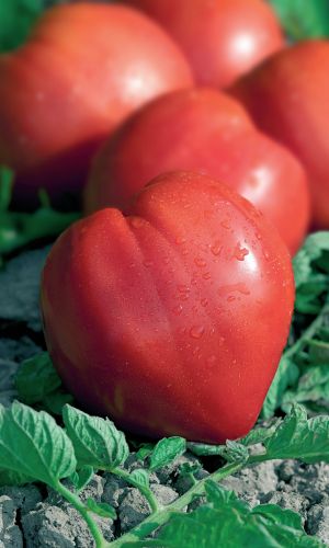 Томат КУДЫКИНА ГОРА