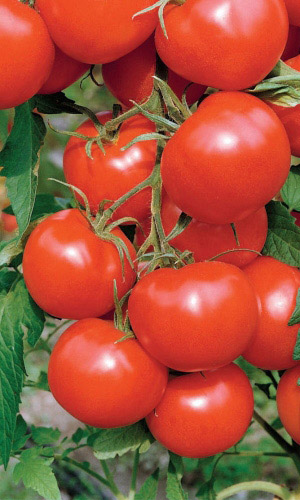 Томат ЛЯНА КРАСНАЯ