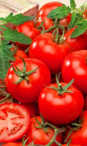 Томат МАГНАТ