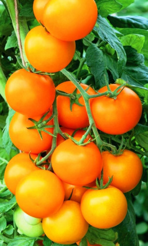Томат МАНДАРИН