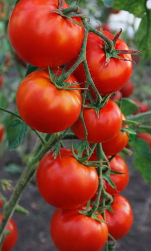 Томат МАРГЛОБ