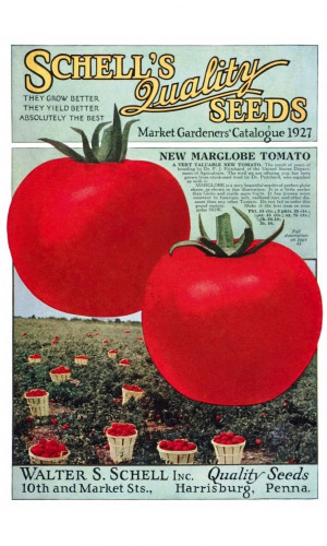 Томат МАРГЛОБ