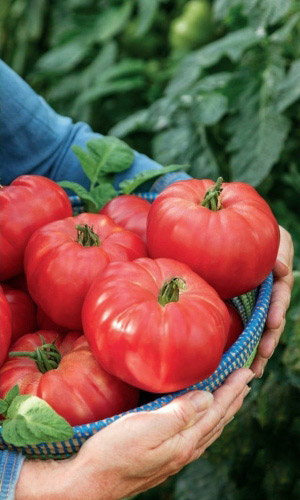 Томат МЕДОВЫЙ