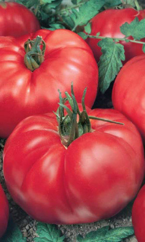 Томат ЛАПА МЕДВЕДЯ