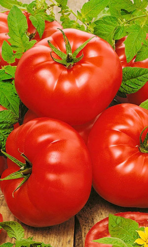 Томат МИКАДО КРАСНЫЙ &mdash; Изумительно вкусный! Повышенная устойчивость к неблагоприятным погодным условиям!