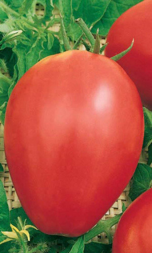 Томат МИШКА КОСОЛАПЫЙ КРАСНЫЙ