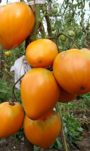 Томат МИШКА КОСОЛАПЫЙ ЖЁЛТЫЙ &mdash; Гигантская урожайность! Крупноплодный! Потрясающе вкусный!